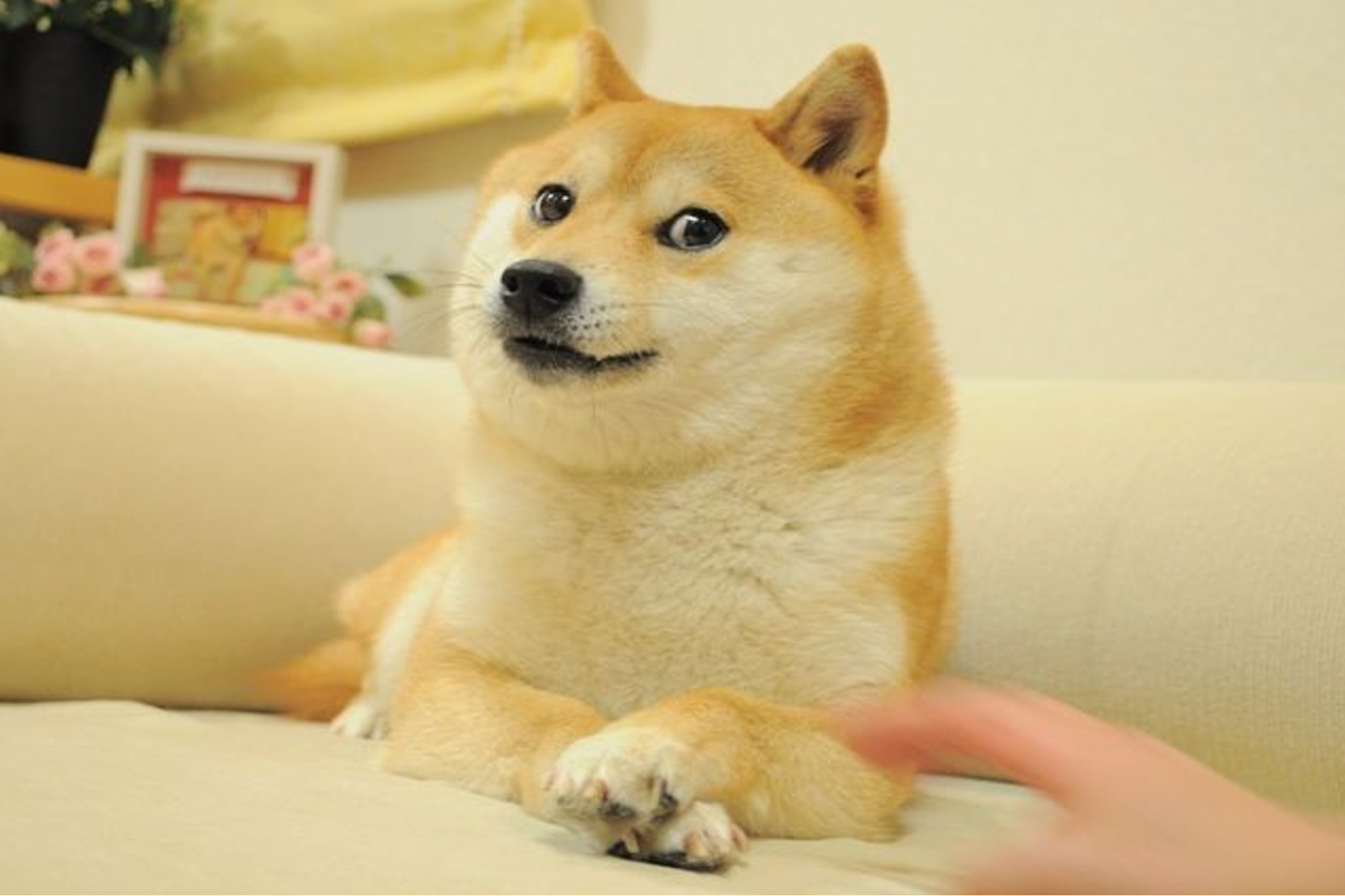 Kabosu: the Shiba Inu that inspired Dogecoin